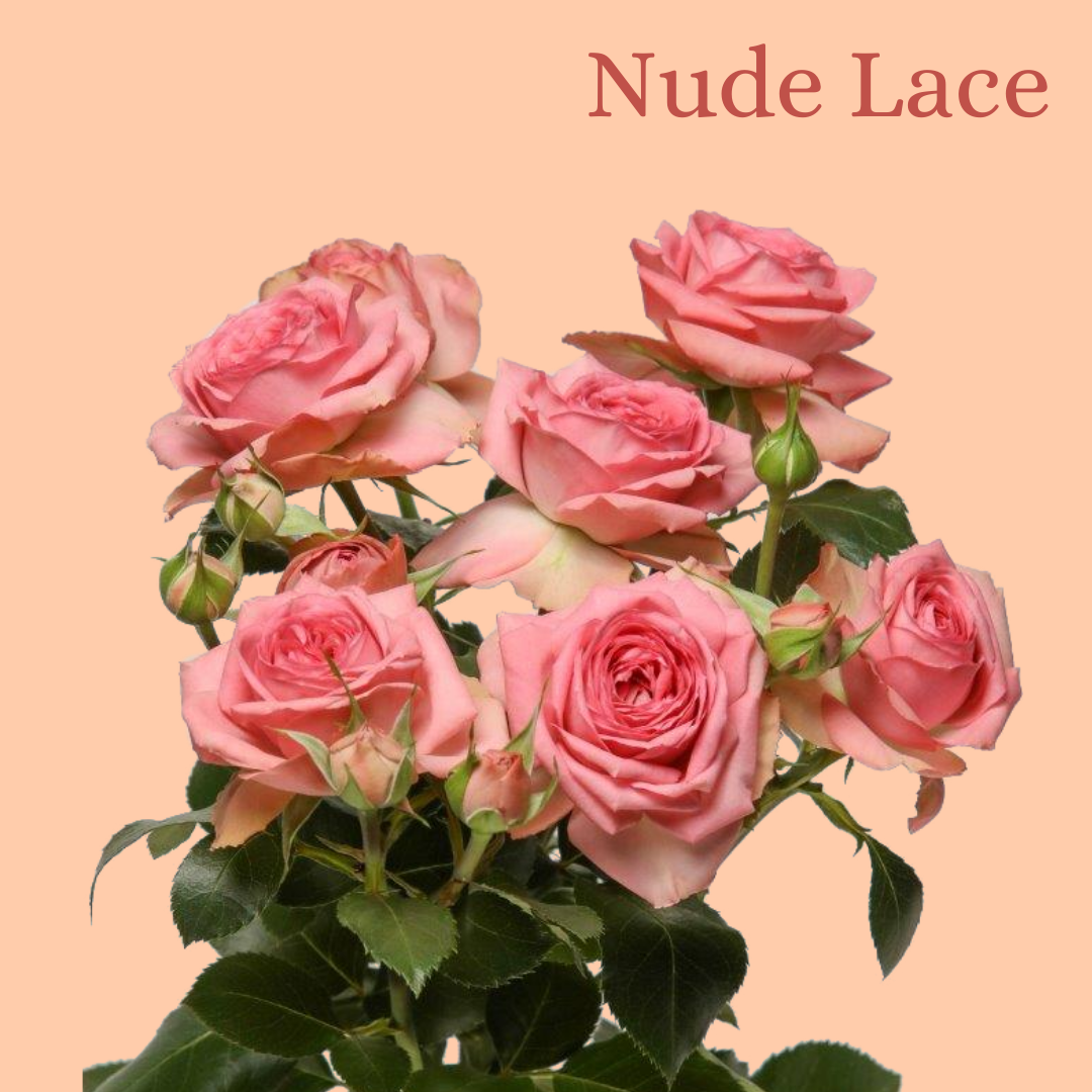ROSE BR. NUDE LACE 40